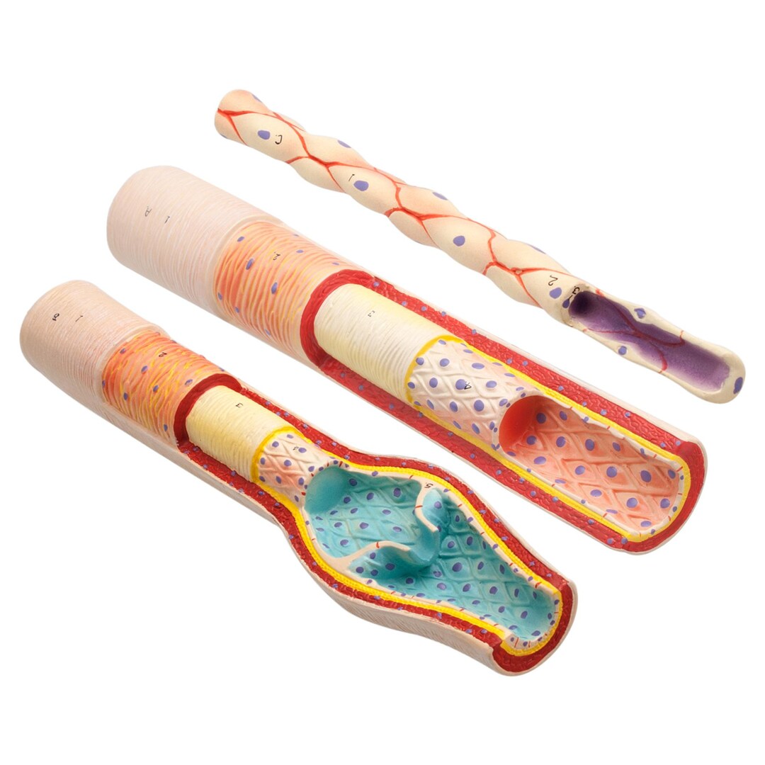 eisco Anatomy of Blood Vessels: Model Set -... | Lyreco